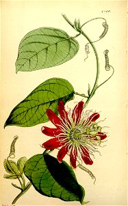 Passiflora × lawsoniana