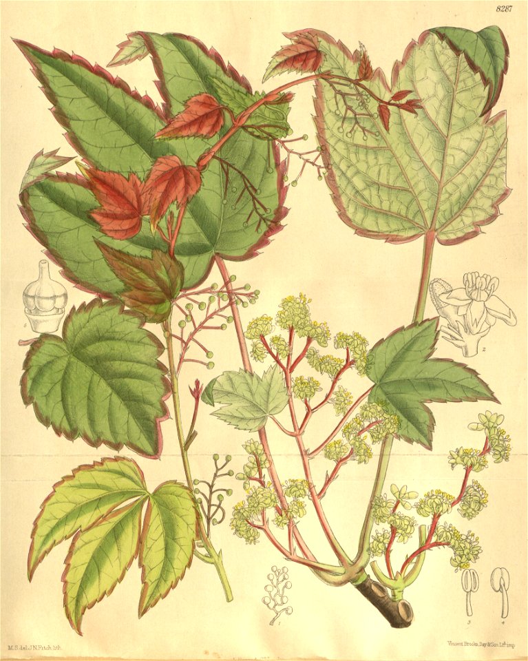 Parthenocissus tricuspidata 135-8287