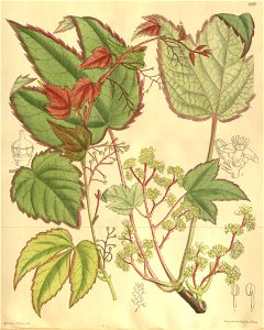 Parthenocissus tricuspidata 135-8287