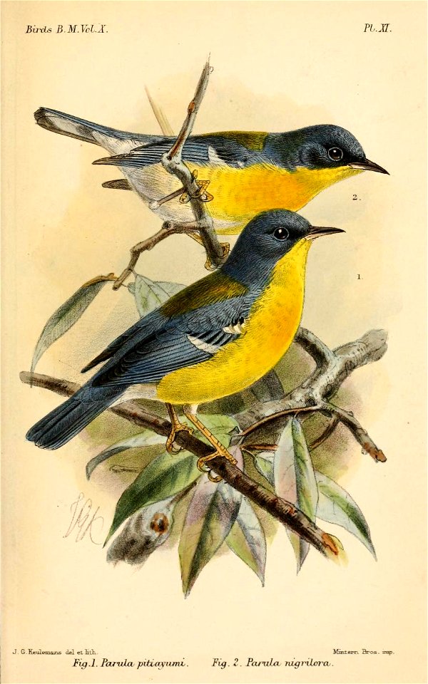 ParulaKeulemans