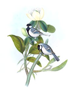 ParusCinereusGould
