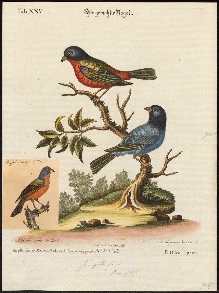 Passerina ciris - 1700-1880 - Print - Iconographia Zoologica - Special Collections University of Amsterdam - UBA01 IZ16000247