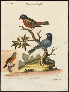 Passerina ciris - 1700-1880 - Print - Iconographia Zoologica - Special Collections University of Amsterdam - UBA01 IZ16000247