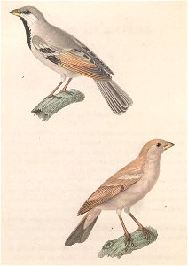 Passer simplex 1838