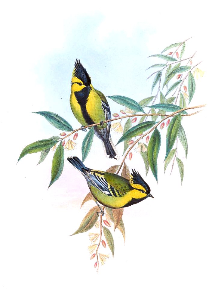 ParusXanthogenysGould