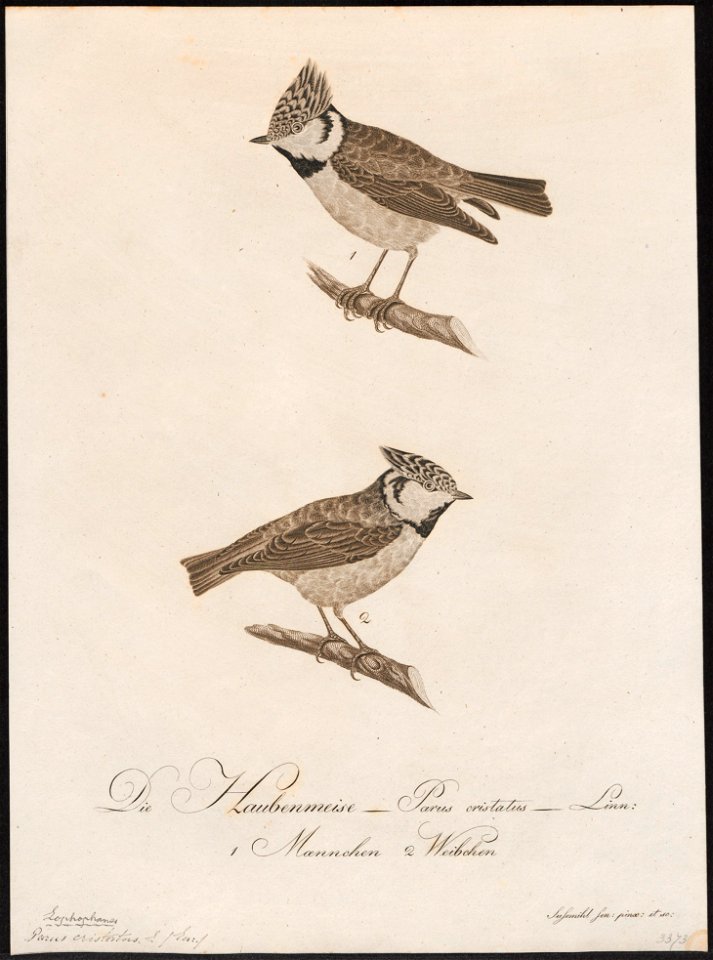 Parus cristatus - 1800-1812 - Print - Iconographia Zoologica - Special Collections University of Amsterdam - UBA01 IZ16100149