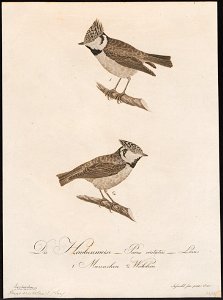 Parus cristatus - 1800-1812 - Print - Iconographia Zoologica - Special Collections University of Amsterdam - UBA01 IZ16100149