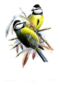 ParusOmbriosusKeulemans