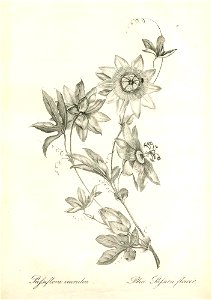 Passiflora caerulea (BM 1899,0713.208.11)