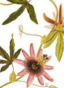 Passiflora violacea RHS