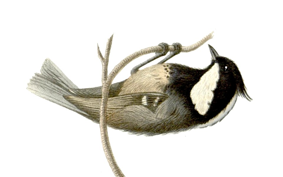 Parus ater pekinensis