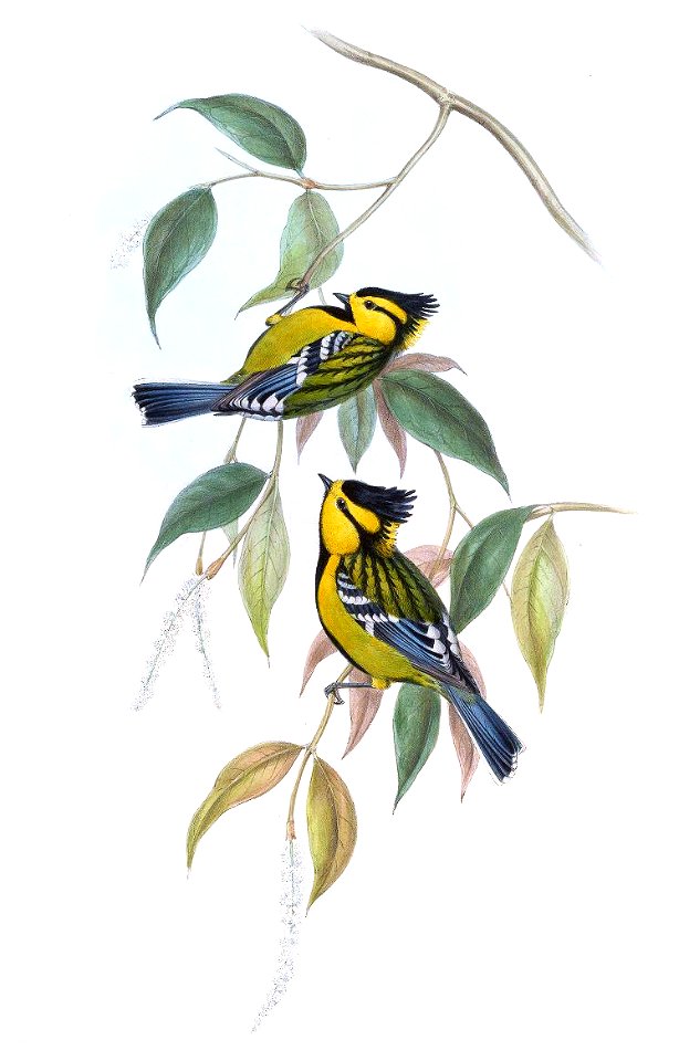 ParusSpilonotusGould