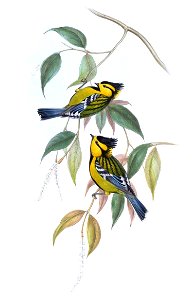 ParusSpilonotusGould