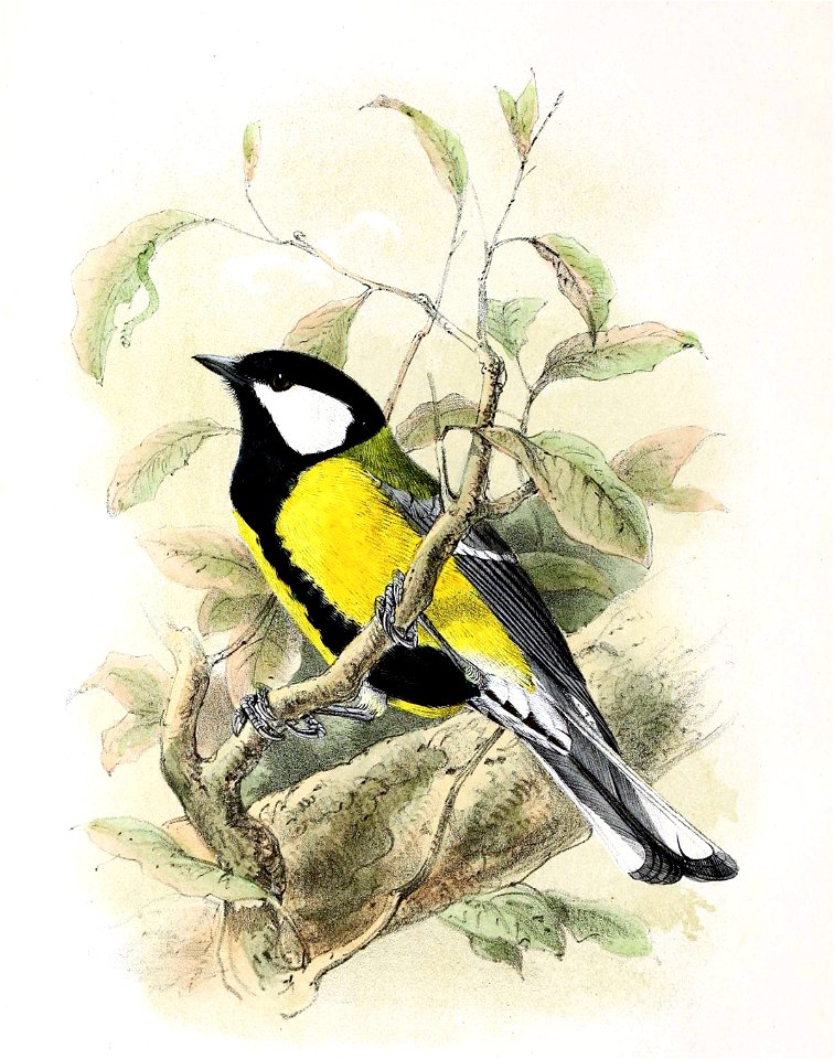 Parus Major 1869 - Free Stock Illustrations 