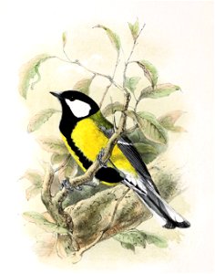 Parus major 1869. Free illustration for personal and commercial use.
