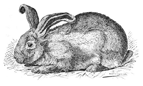 Patagonisches Kaninchen (Jean Bungartz, Kaninchenrassen, 1902, p035)