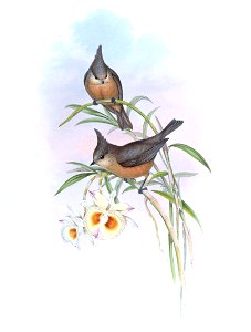ParusDichrousGould