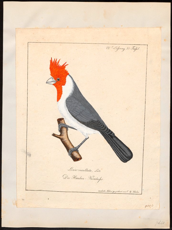 Passerina cucullata - 1700-1880 - Print - Iconographia Zoologica - Special Collections University of Amsterdam - UBA01 IZ16000255