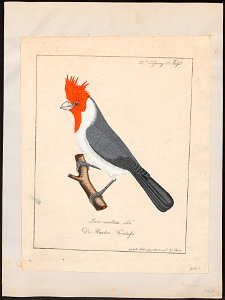 Passerina cucullata - 1700-1880 - Print - Iconographia Zoologica - Special Collections University of Amsterdam - UBA01 IZ16000255