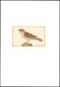 Passer montanus - 1753-1834 - Print - Iconographia Zoologica - Special Collections University of Amsterdam - UBA01 IZA1000264. Free illustration for personal and commercial use.