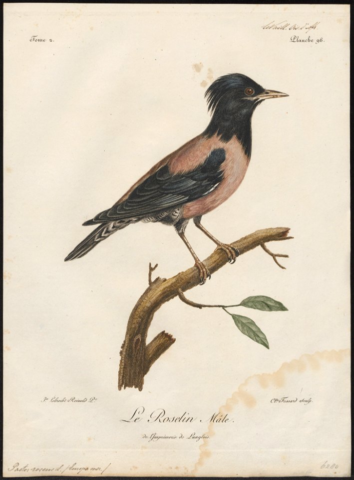 Pastor roseus - 1796-1808 - Print - Iconographia Zoologica - Special Collections University of Amsterdam - UBA01 IZ15800043