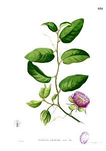 Passiflora laurifolia Blanco2.414