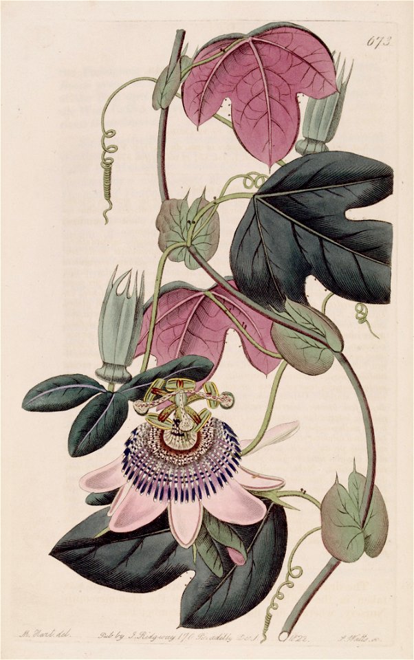 Passiflora picturata Bot. Reg. 8. 673. 1822