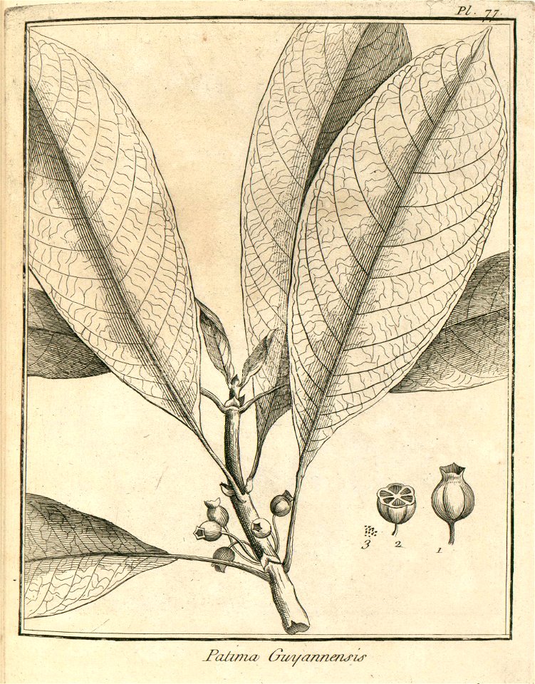 Patima guianensis Aublet 1775 pl 77
