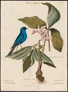 Passerina cyanea - 1700-1880 - Print - Iconographia Zoologica - Special Collections University of Amsterdam - UBA01 IZ16000237