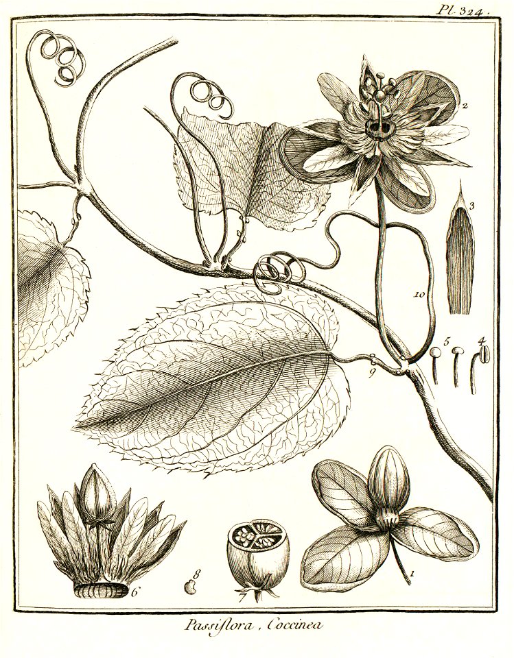 Passiflora coccinea Aublet 1775 pl 324