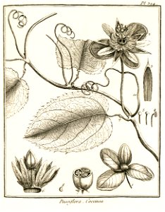 Passiflora coccinea Aublet 1775 pl 324