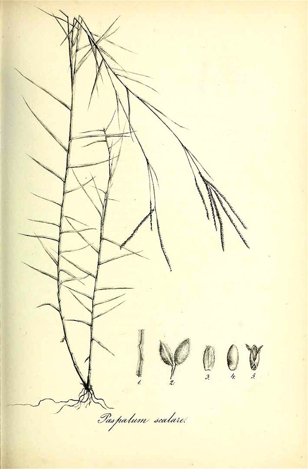 Paspalum scalare - Species graminum - Volume 3