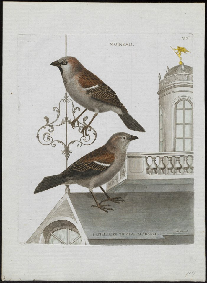 Passer domesticus - 1790-1796 - Print - Iconographia Zoologica - Special Collections University of Amsterdam - UBA01 IZ16000095