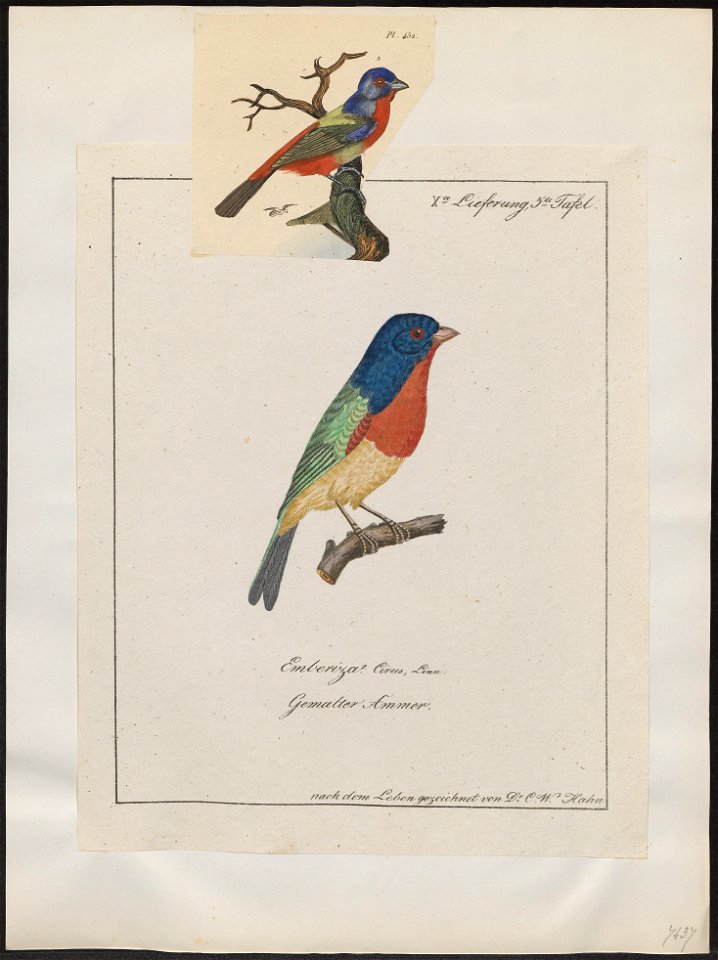 Passerina ciris - 1700-1880 - Print - Iconographia Zoologica - Special Collections University of Amsterdam - UBA01 IZ16000243