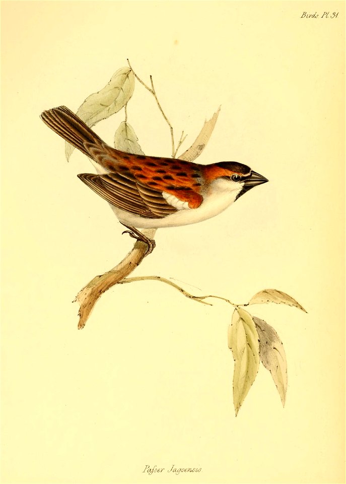PasserIagoensis