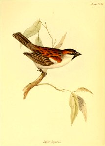 PasserIagoensis