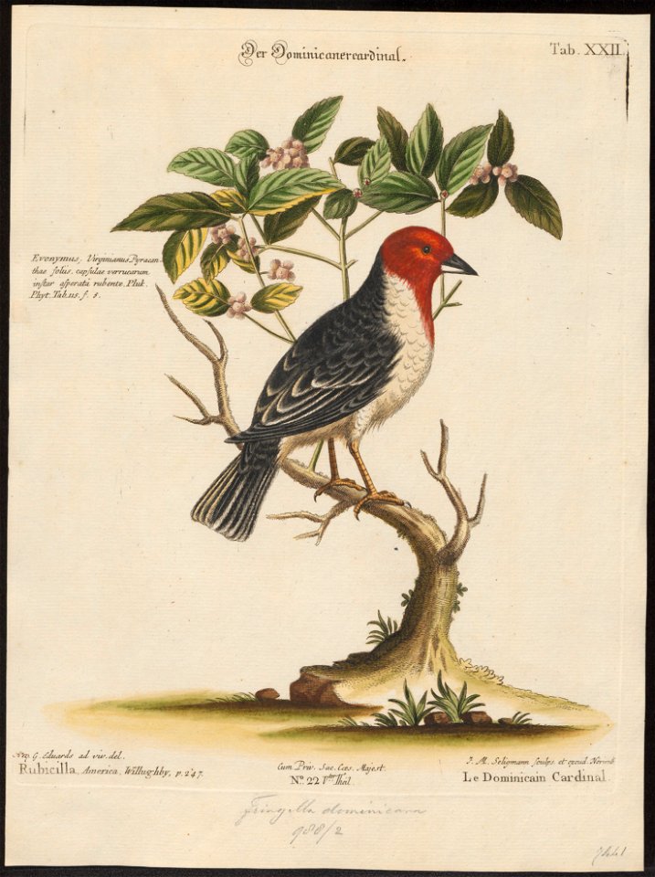 Passerina dominicana - 1700-1880 - Print - Iconographia Zoologica - Special Collections University of Amsterdam - UBA01 IZ16000257