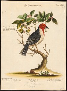 Passerina dominicana - 1700-1880 - Print - Iconographia Zoologica - Special Collections University of Amsterdam - UBA01 IZ16000257