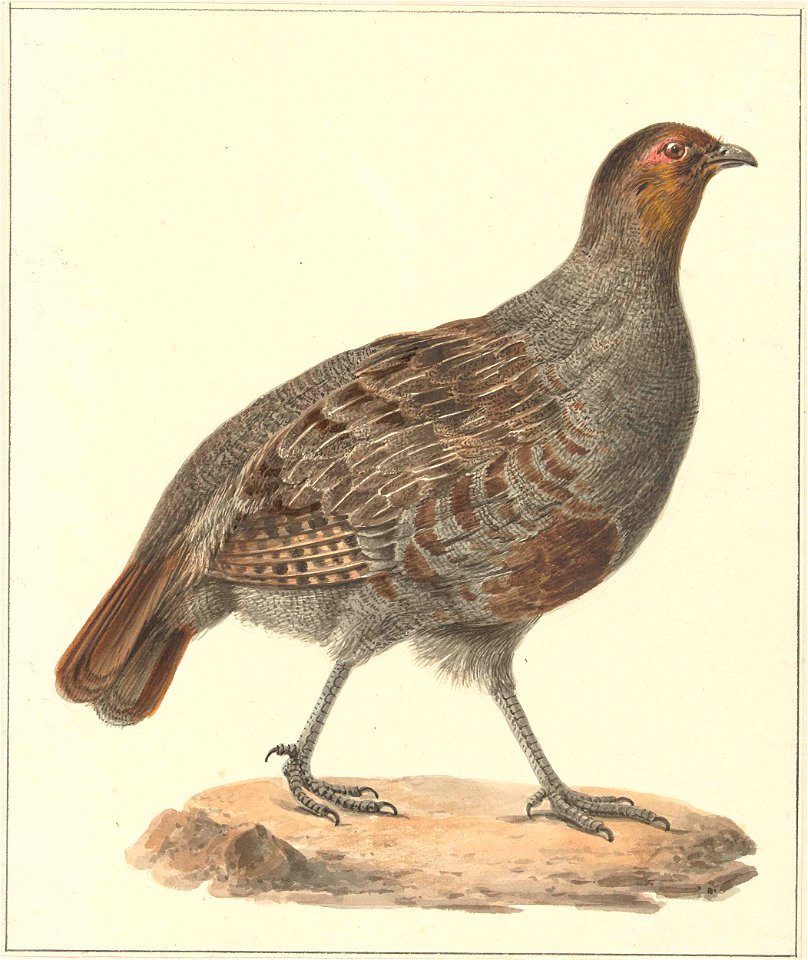 Patrijs