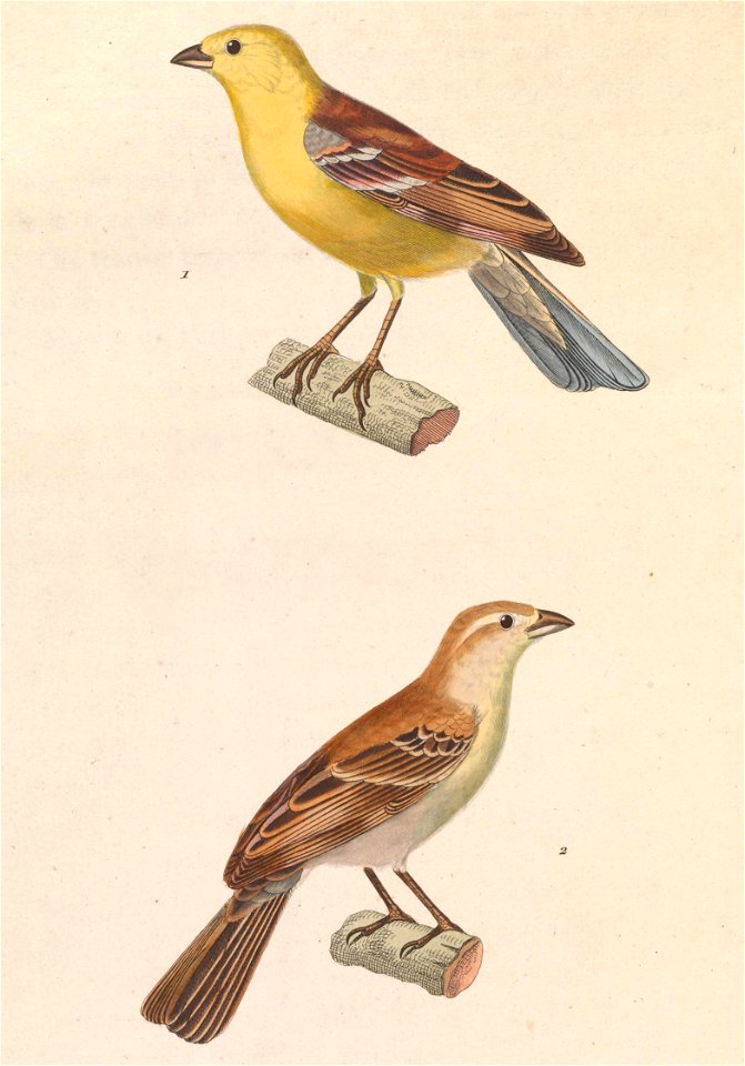 Passer luteus 1838