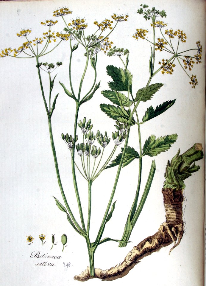 Pastinaca sativa — Flora Batava — Volume v5