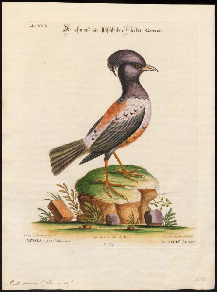 Pastor roseus - 1700-1880 - Print - Iconographia Zoologica - Special Collections University of Amsterdam - UBA01 IZ15800045