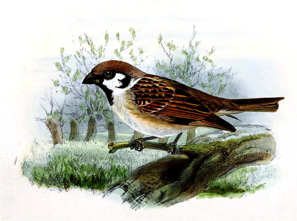 Passer montanus 1876