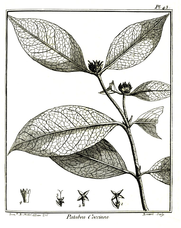 Patabea coccinea Aublet 1775 pl 43