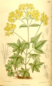 Patrinia triloba 136-8328