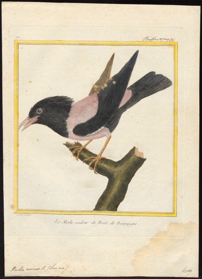 Pastor roseus - 1700-1880 - Print - Iconographia Zoologica - Special Collections University of Amsterdam - UBA01 IZ15800035