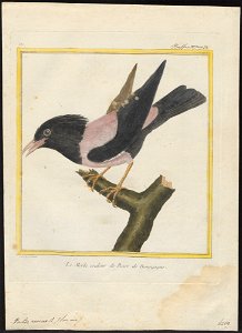 Pastor roseus - 1700-1880 - Print - Iconographia Zoologica - Special Collections University of Amsterdam - UBA01 IZ15800035