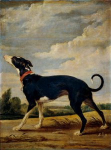Paul de Vos - A greyhound on the prowl
