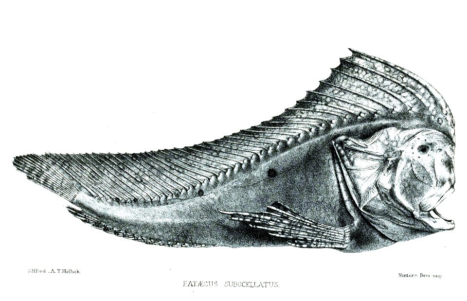 PataecusSubocellatusFord