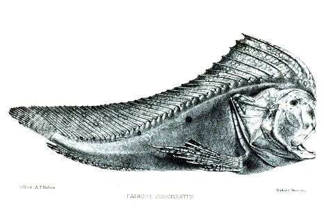 PataecusSubocellatusFord